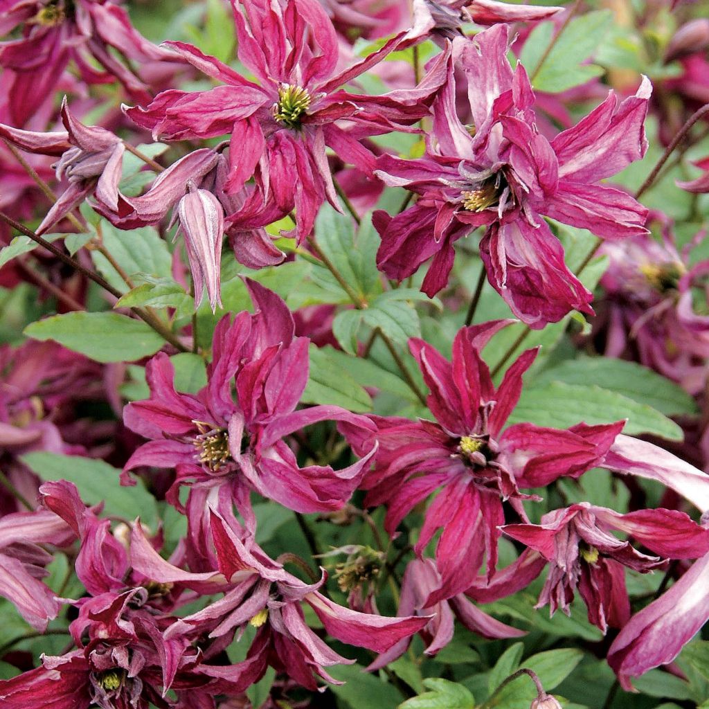 Clematis viticella Rosalyn - Waldrebe