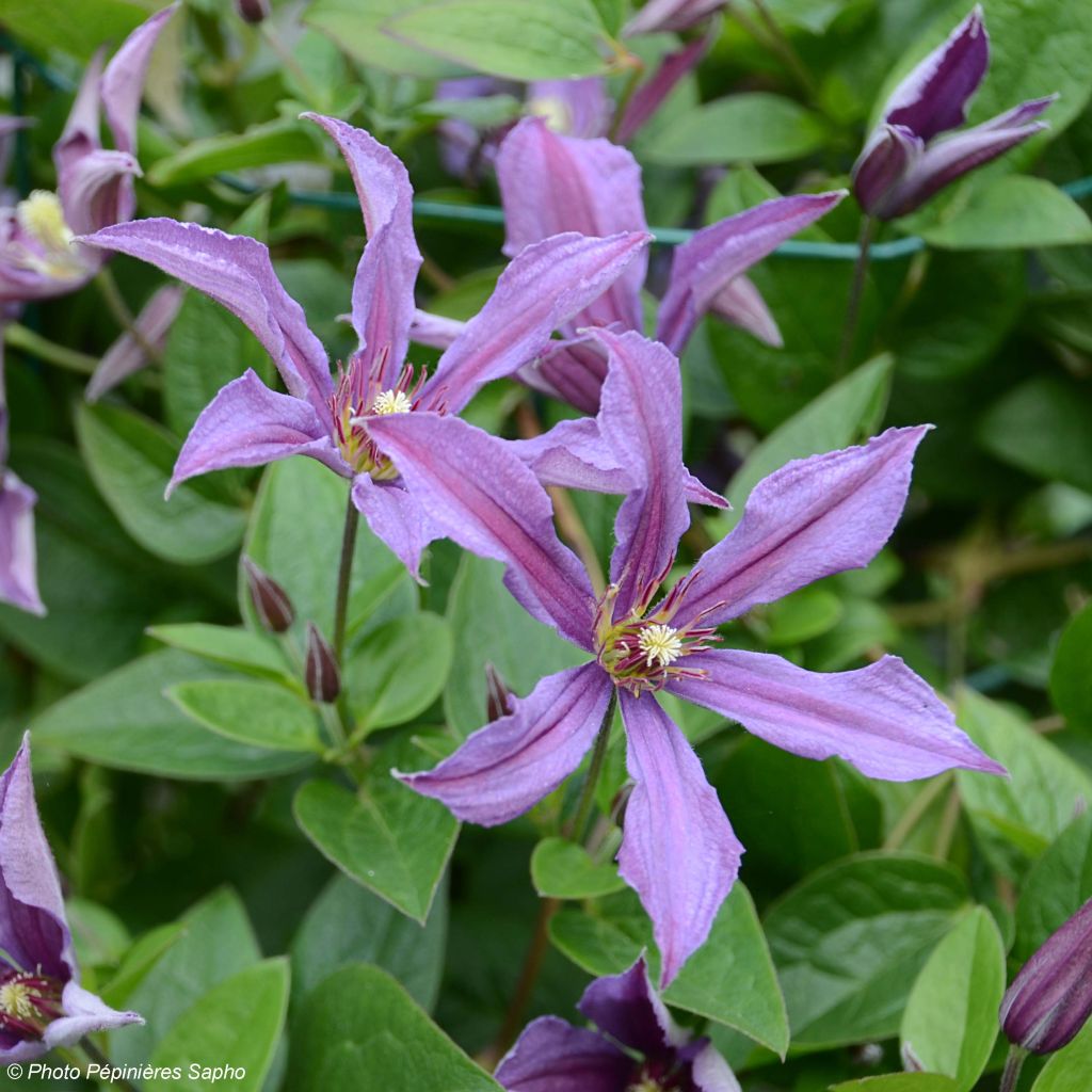 Waldrebe Saphyra Estrella - Clematis