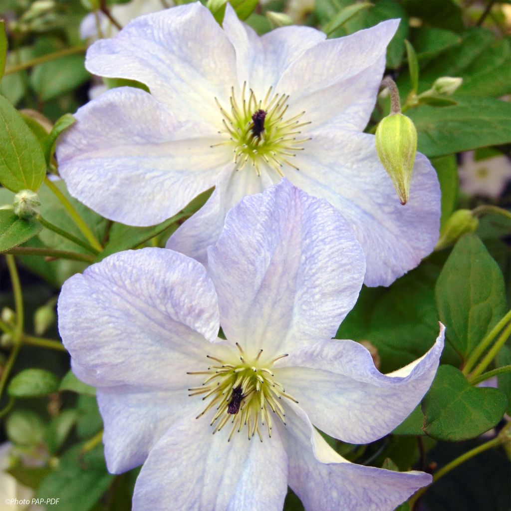 Clematite Sea Breeze - Clématite à grandes fleurs