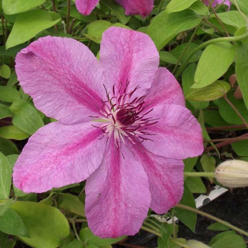 Waldrebe SUCCESS Candy - Clematis