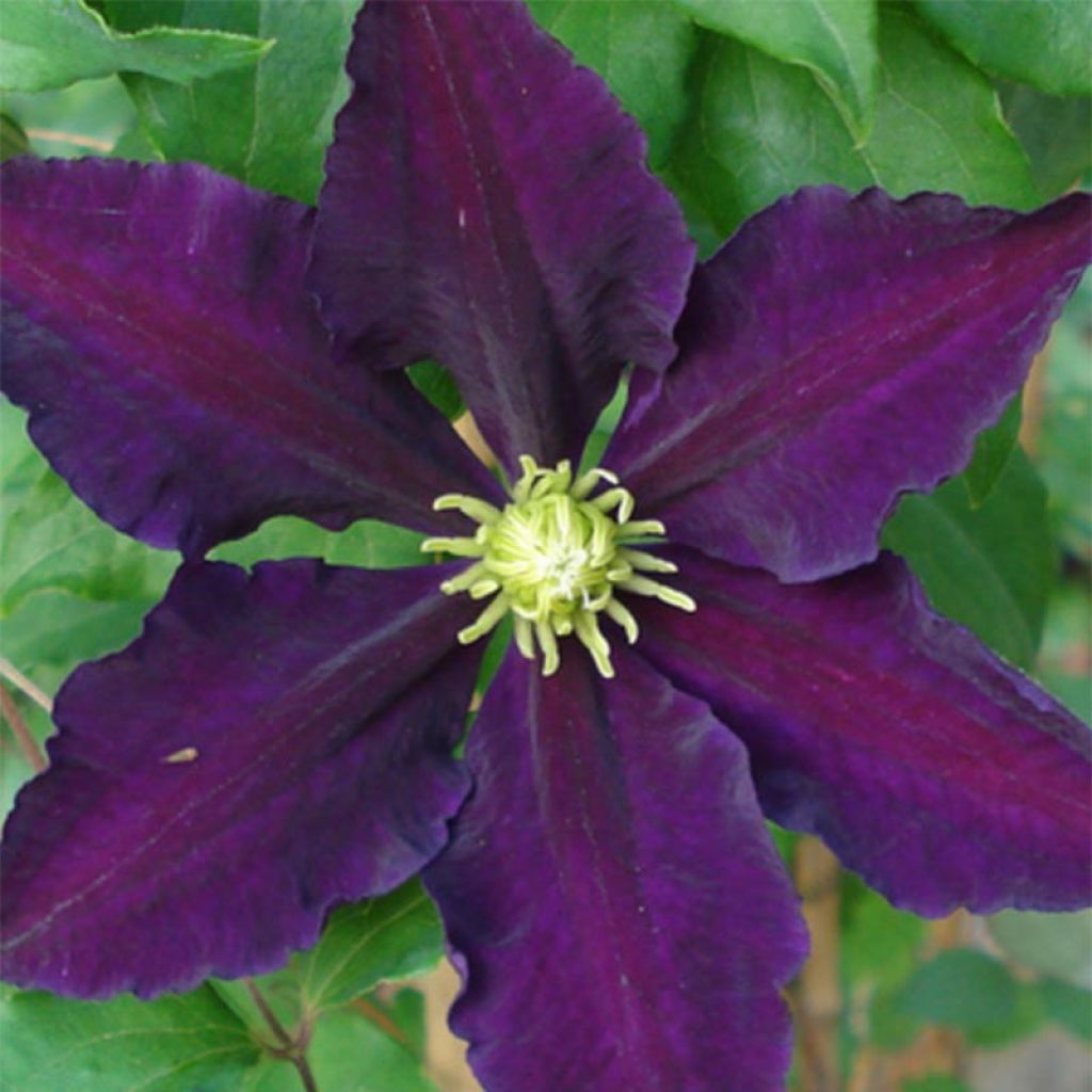 Waldrebe The Vagabond - Clematis