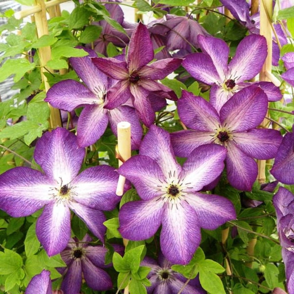 Clematis florida Venosa Violacea - Waldrebe