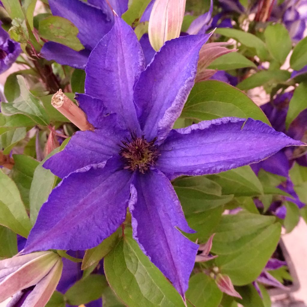 Waldrebe Viva la Vida - Clematis