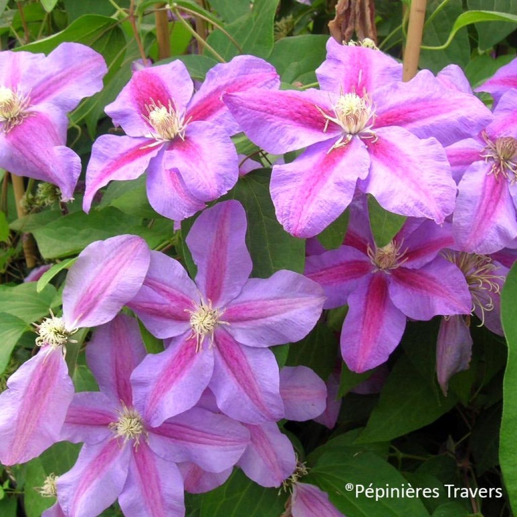 Waldrebe Vivienne Beth Currie - Clematis