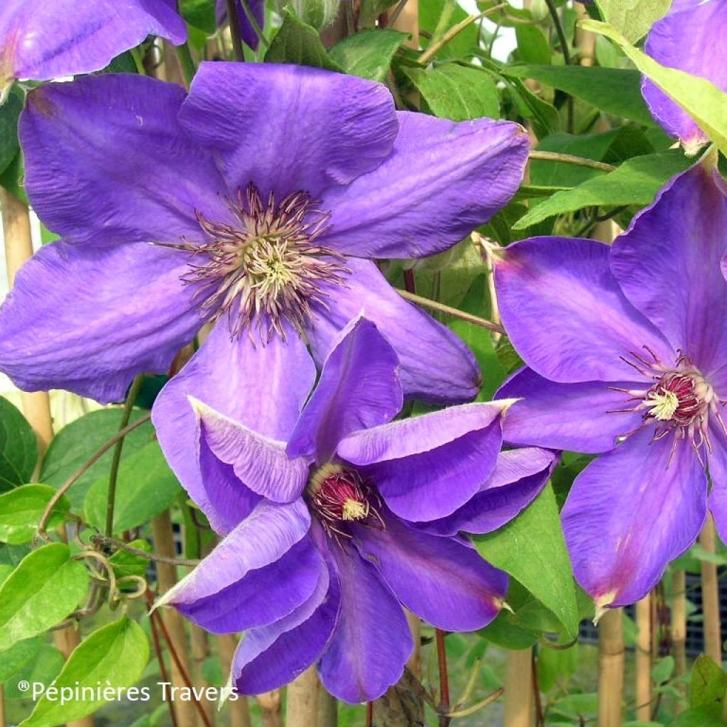 Waldrebe Xerxes - Clematis