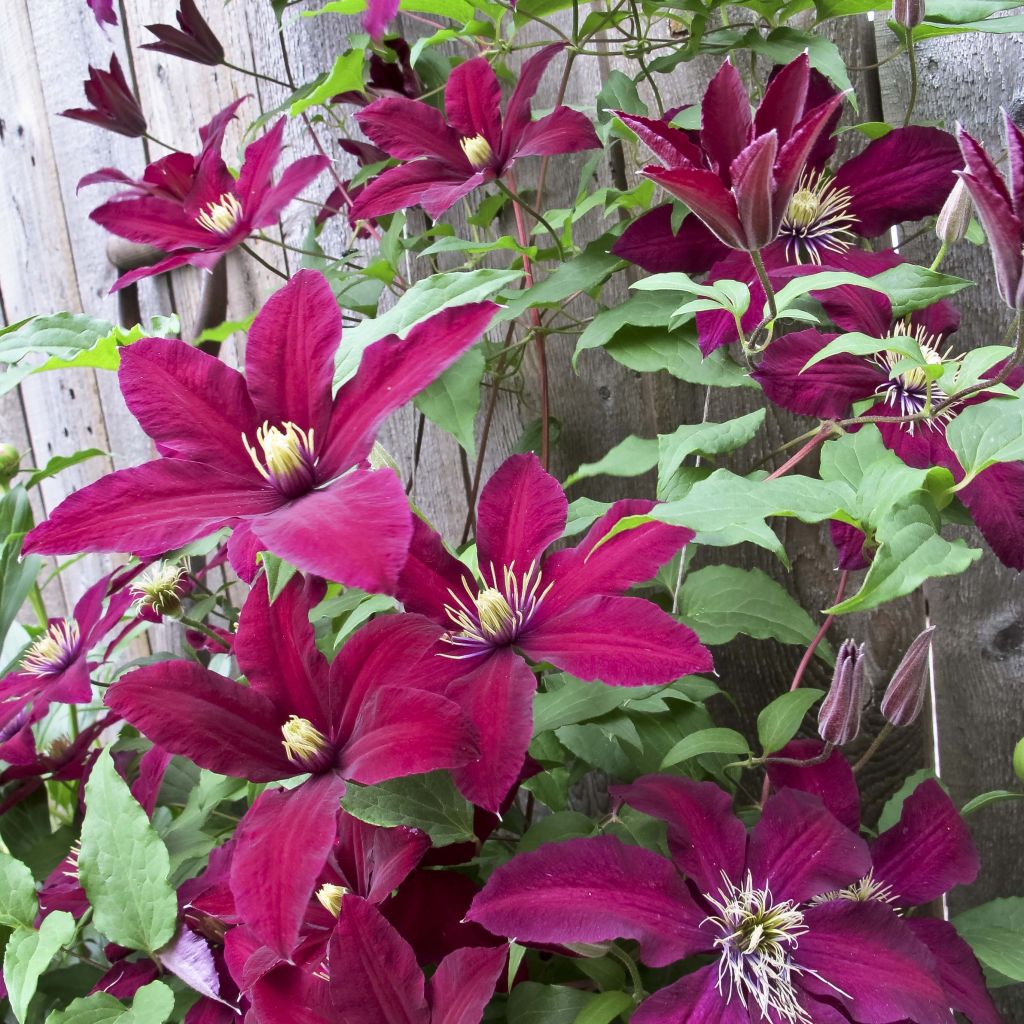 Waldrebe Niobe - Clematis