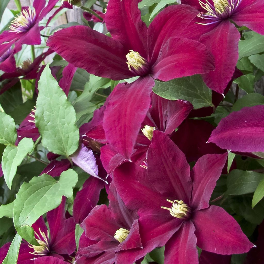 Clématite à grandes fleurs Niobe