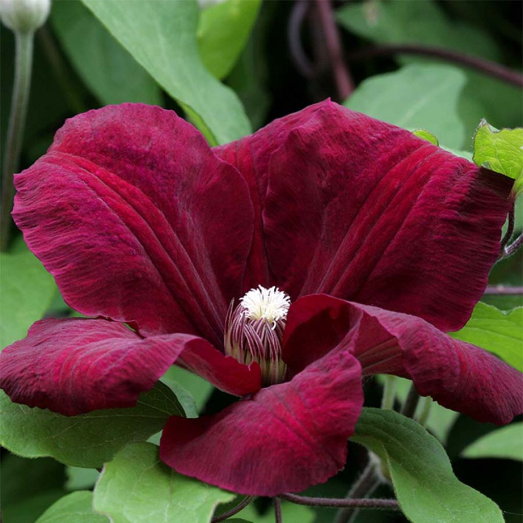 Waldrebe Rouge Cardinal - Clematis