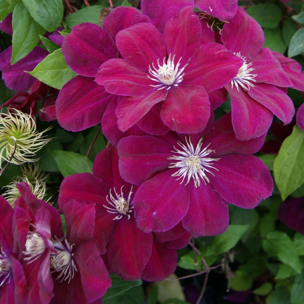 Waldrebe Rouge Cardinal - Clematis