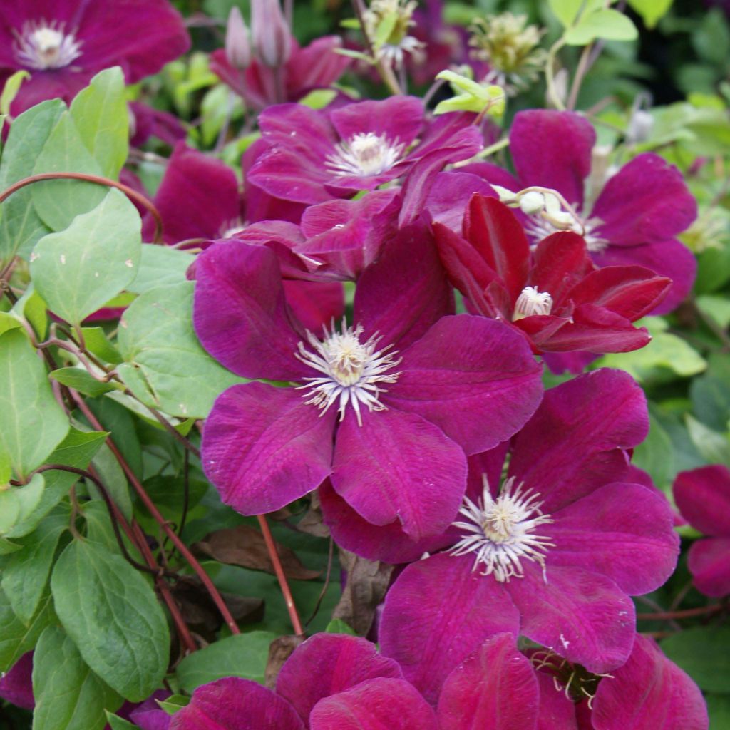 Waldrebe Rouge Cardinal - Clematis