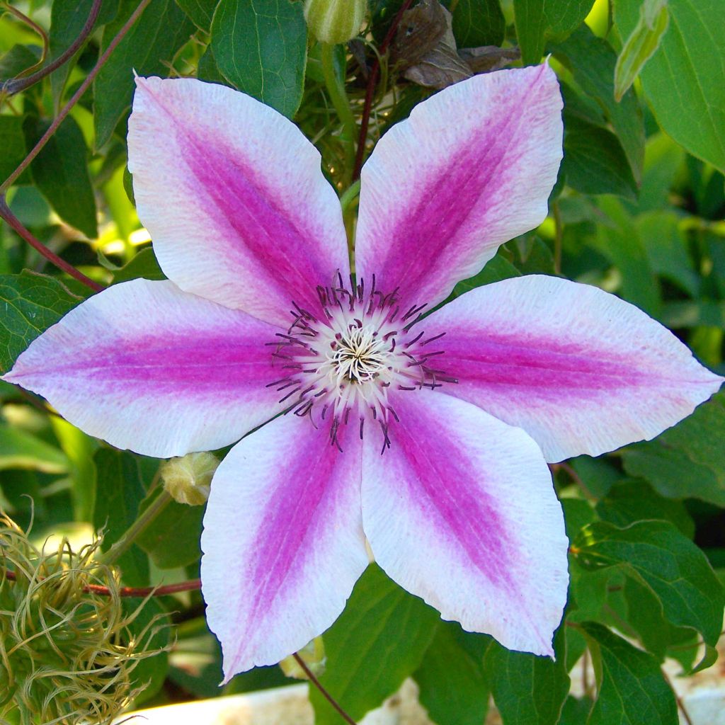 Clématite à grandes fleurs Souvenir du Capitaine Thuilleaux