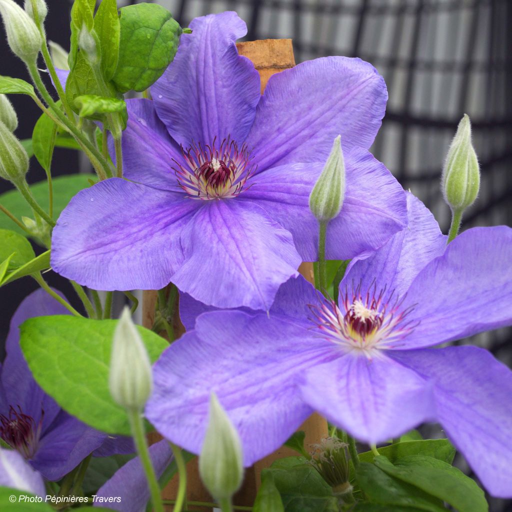 Clématite - Clematis SUCCESS® Bleu de Loire