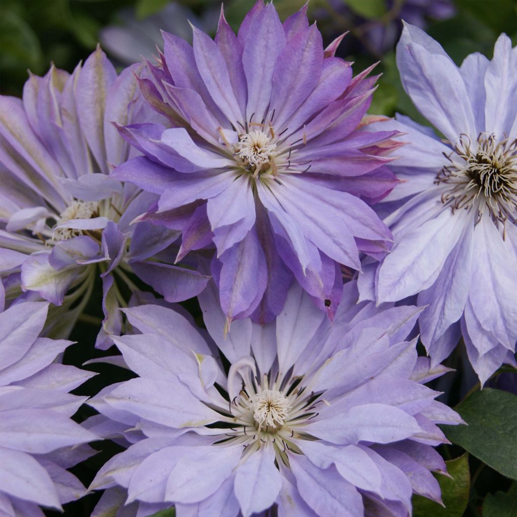 Waldrebe Teshio - Clematis