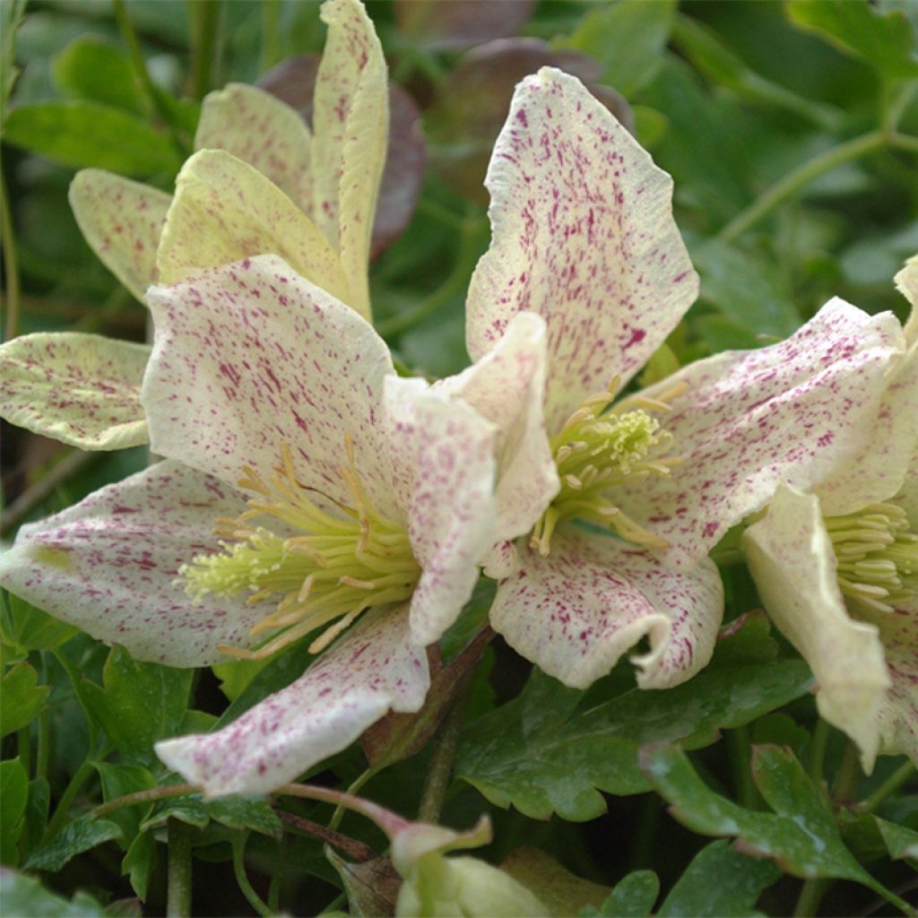 Clematis cirrhosa Winter Parasol - Waldrebe