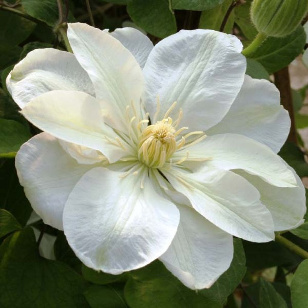 Clématite - Clematis Guernsey Cream