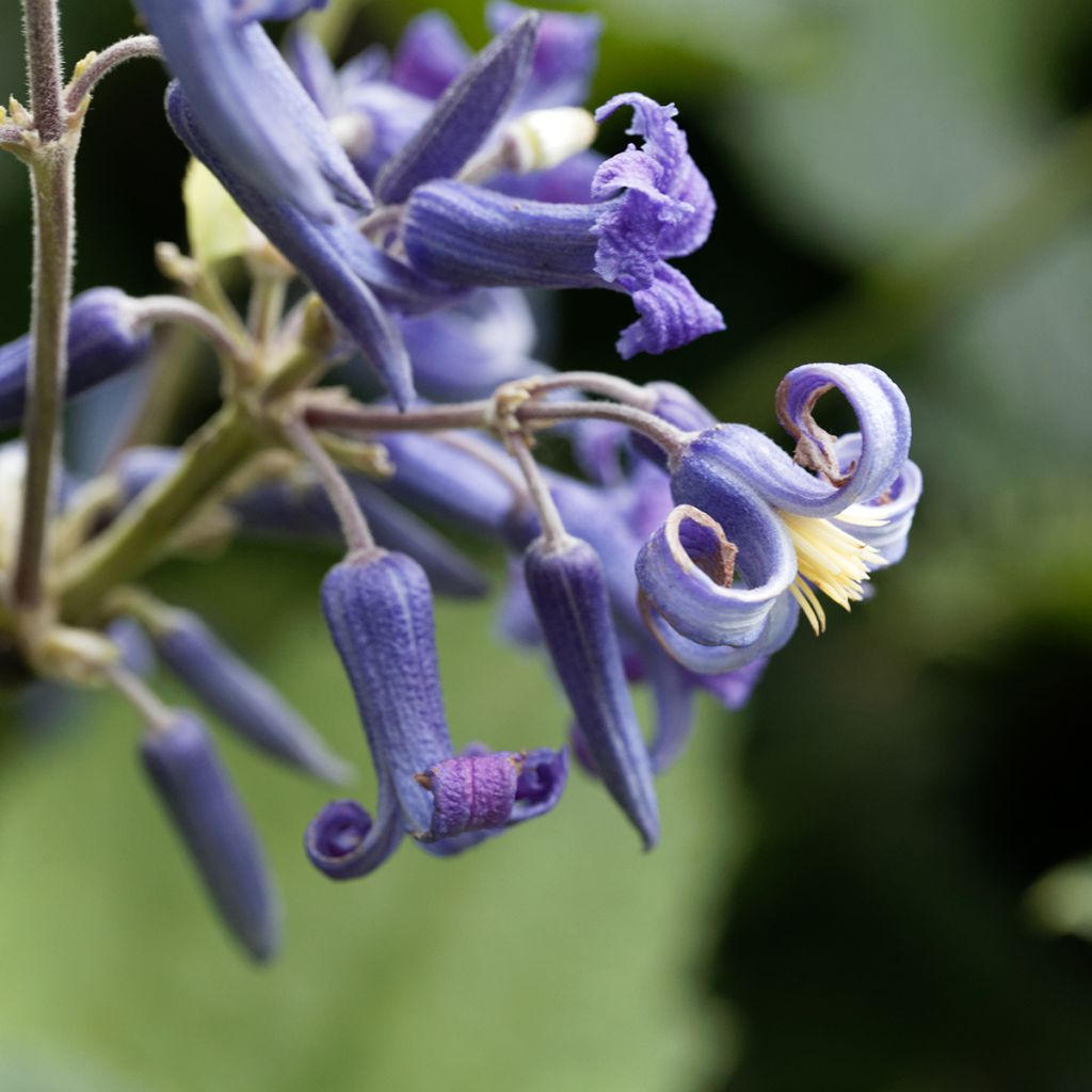 Clematis heracleifolia - Stauden-Waldrebe