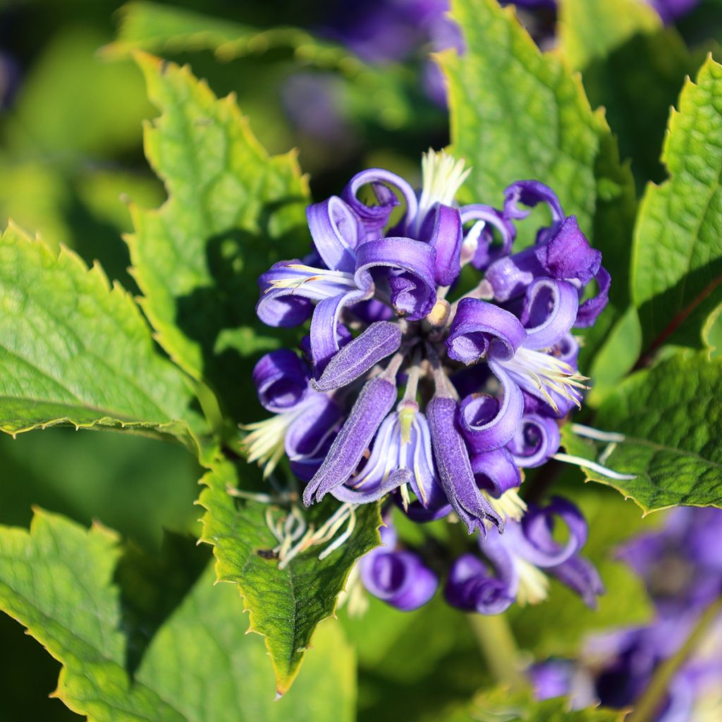 Clematis heracleifolia - Stauden-Waldrebe