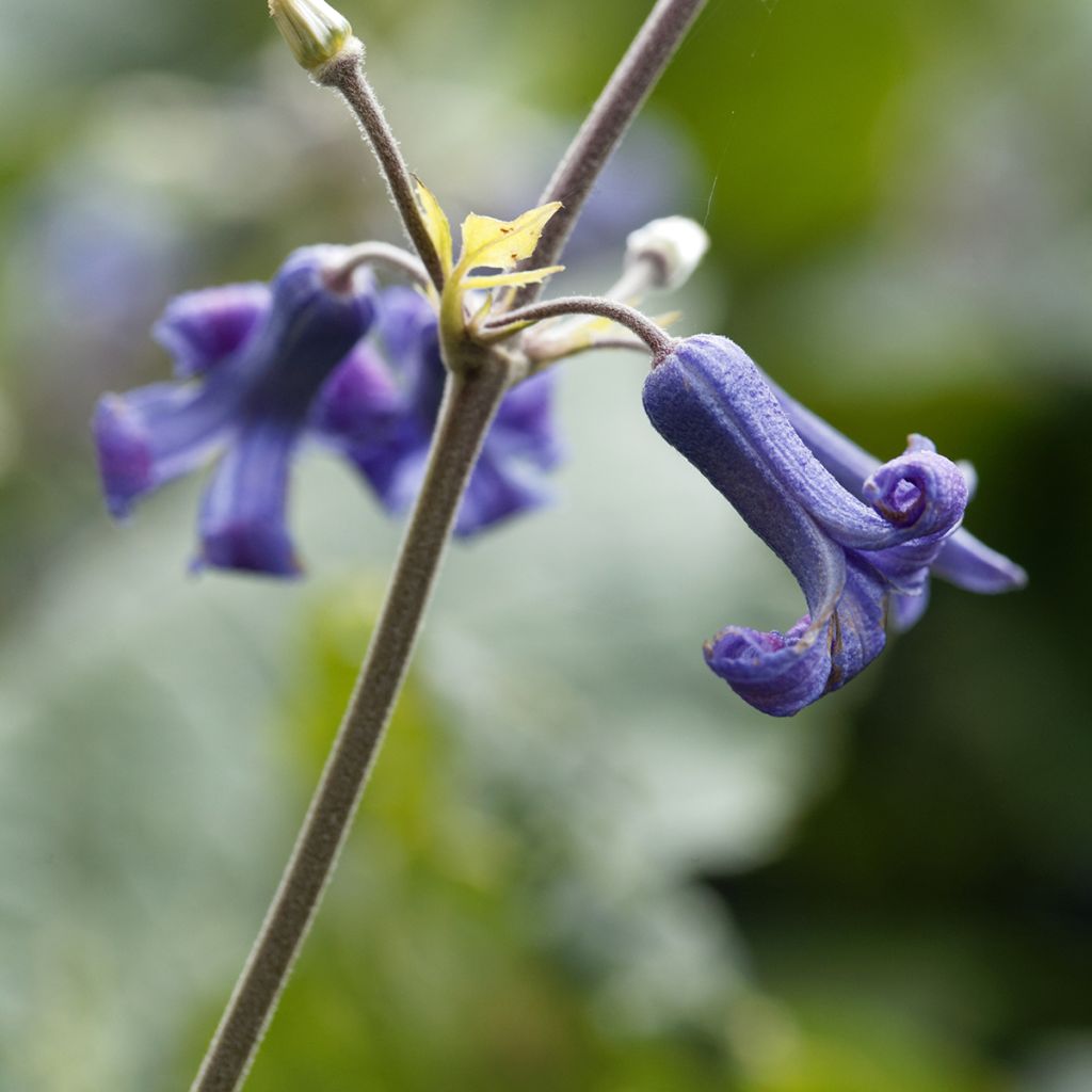 Clematis heracleifolia - Stauden-Waldrebe