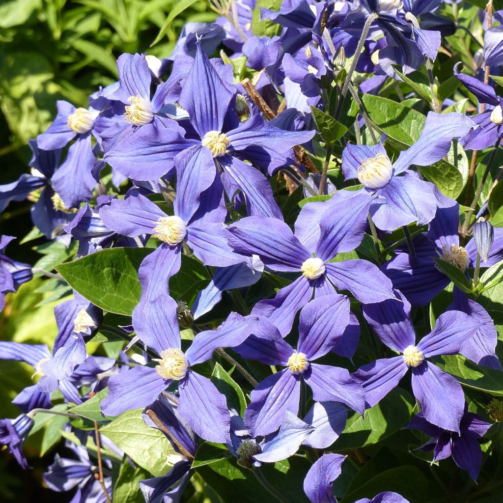 Clématite integrifolia Durandii