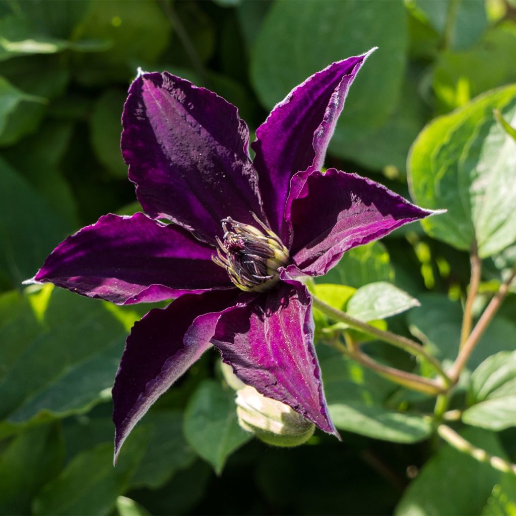 Clématite italienne - Clematis viticella Happy Birthday