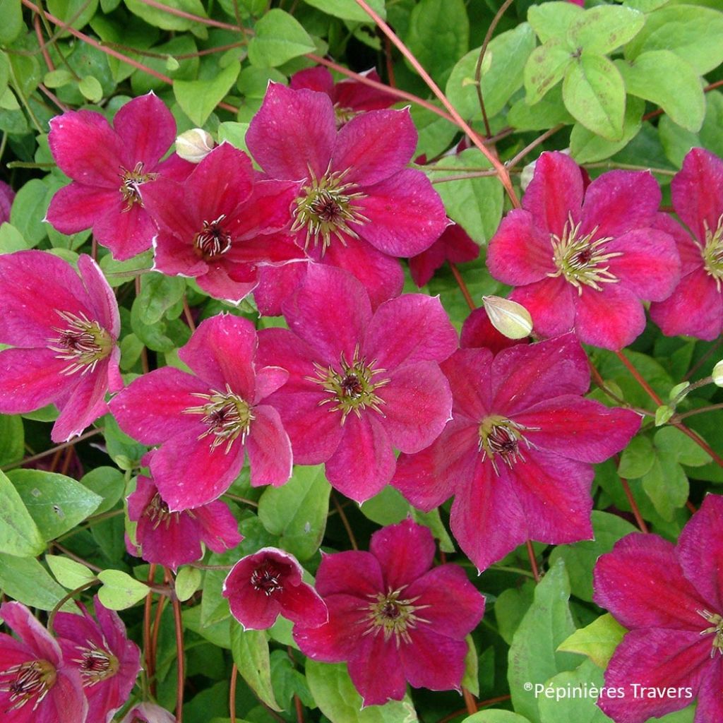 Clematis viticella John Howells - Waldrebe