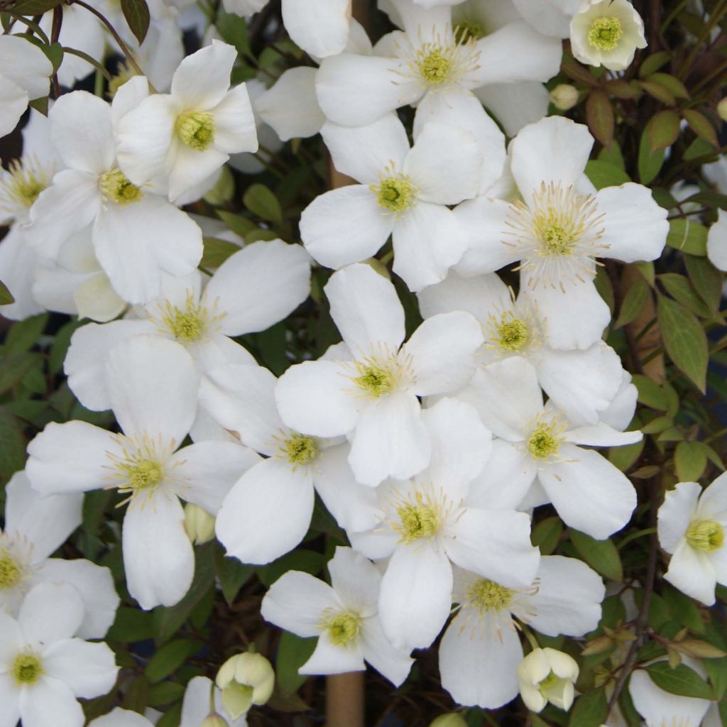 Clematis montana Spring Joy - Berg-Waldrebe