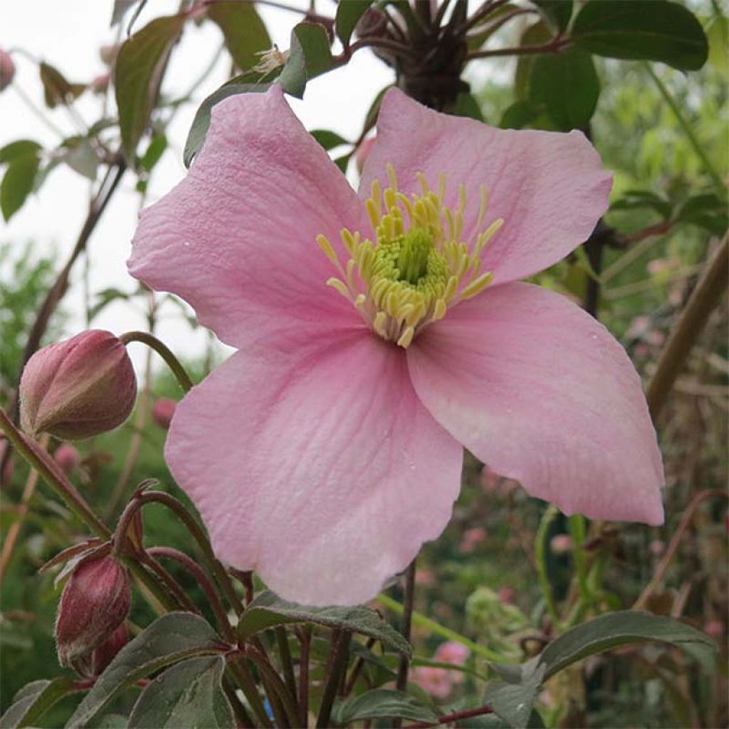 Clématite montana Tetrarose