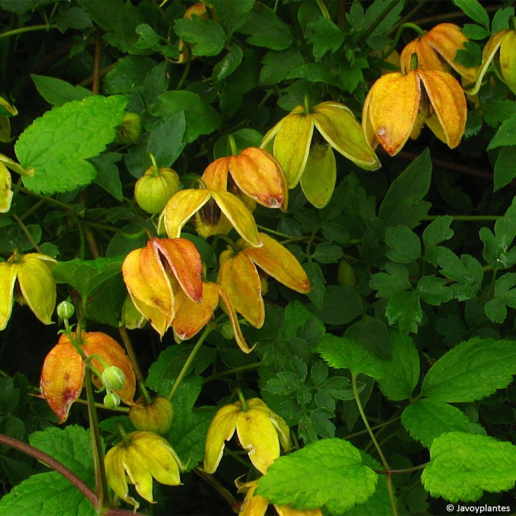 Clematis tangutica Red Ballon - Gold-Waldrebe