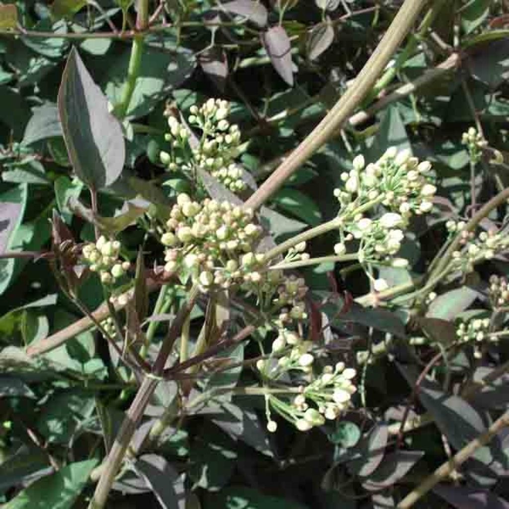 Clematis recta Purpurea - Waldrebe