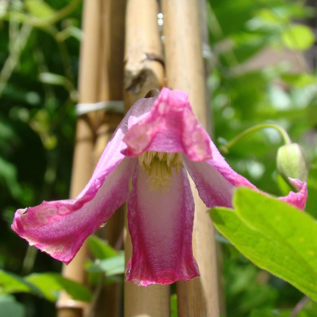 Clematis texensis Odoriba - Texas-Waldrebe