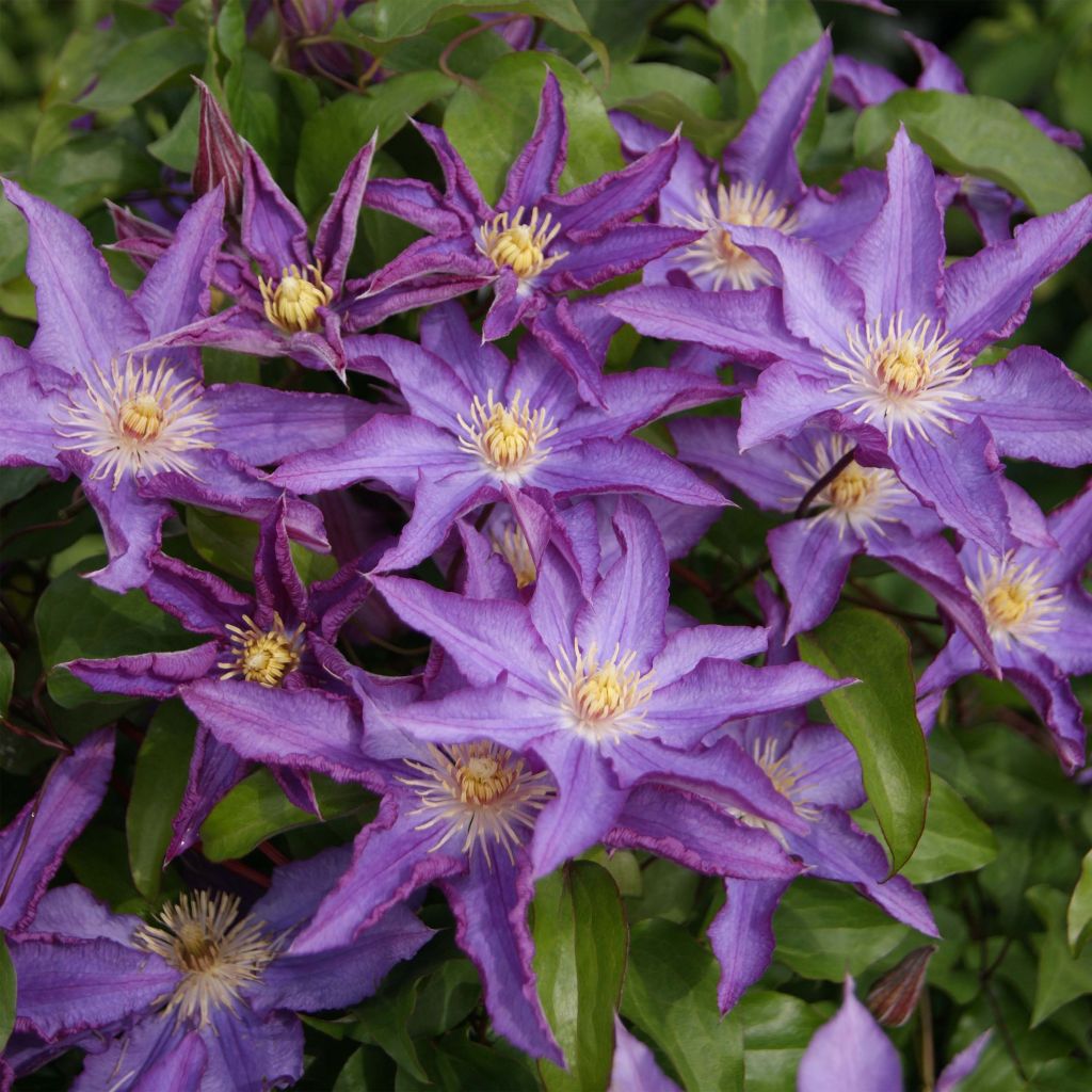 Waldrebe Palette - Clematis