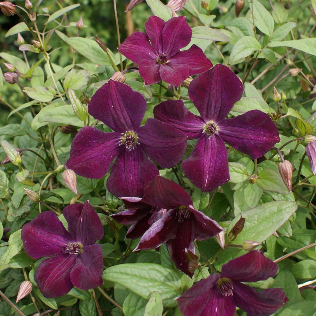 Clematis viticella Royal Velours - Waldrebe