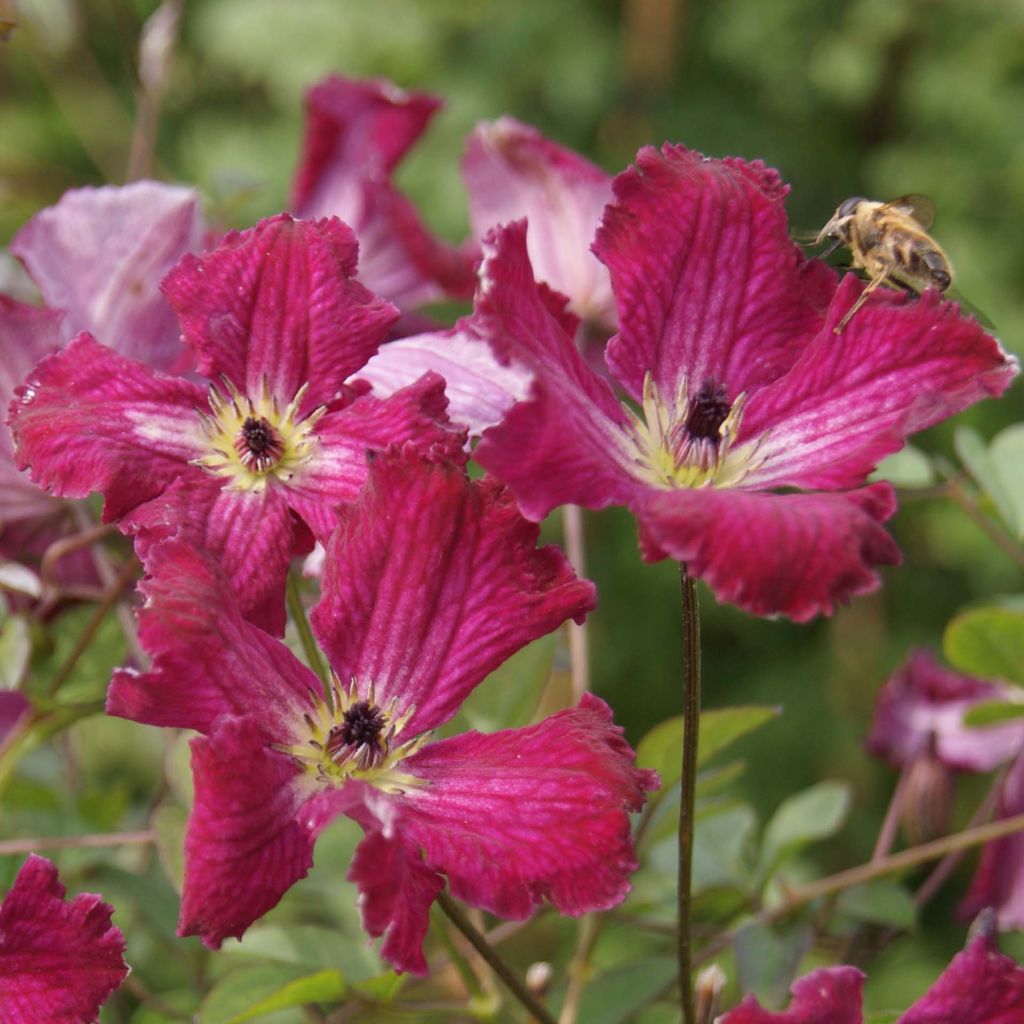 Clematis viticella Rubra - Waldrebe