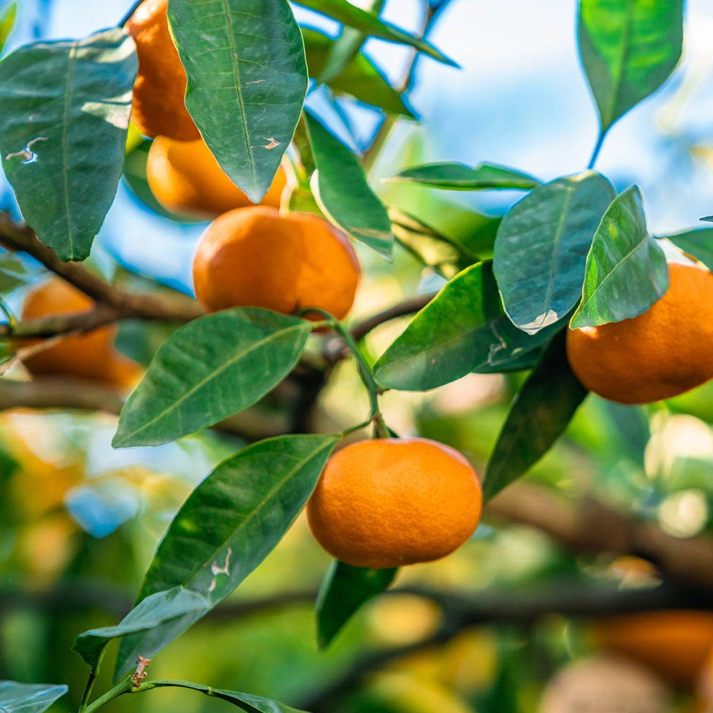 Clementinenbaum Clémentine - Citrus x clementina