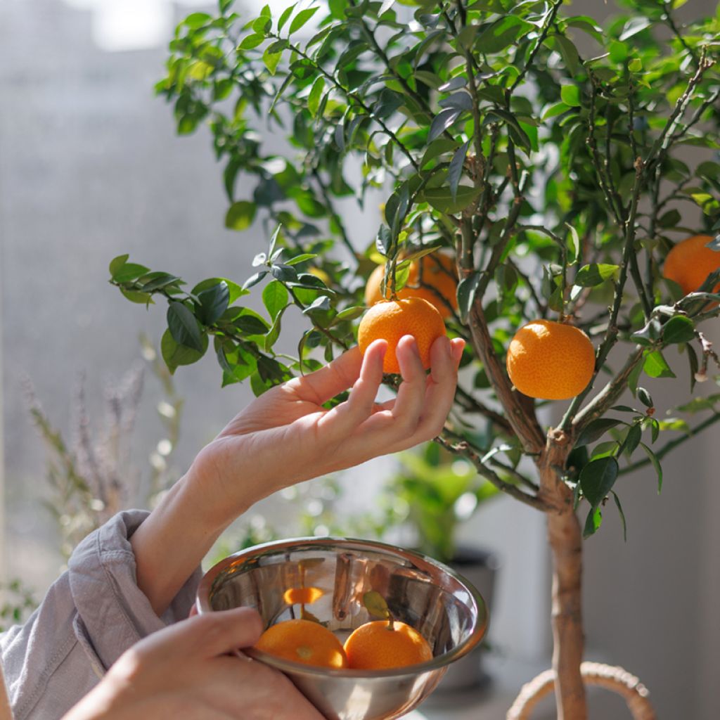 Clementinenbaum Clémentine - Citrus x clementina