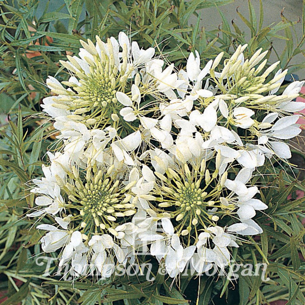 Spinnenpflanze Helen Campbell (Samen) - Cleome