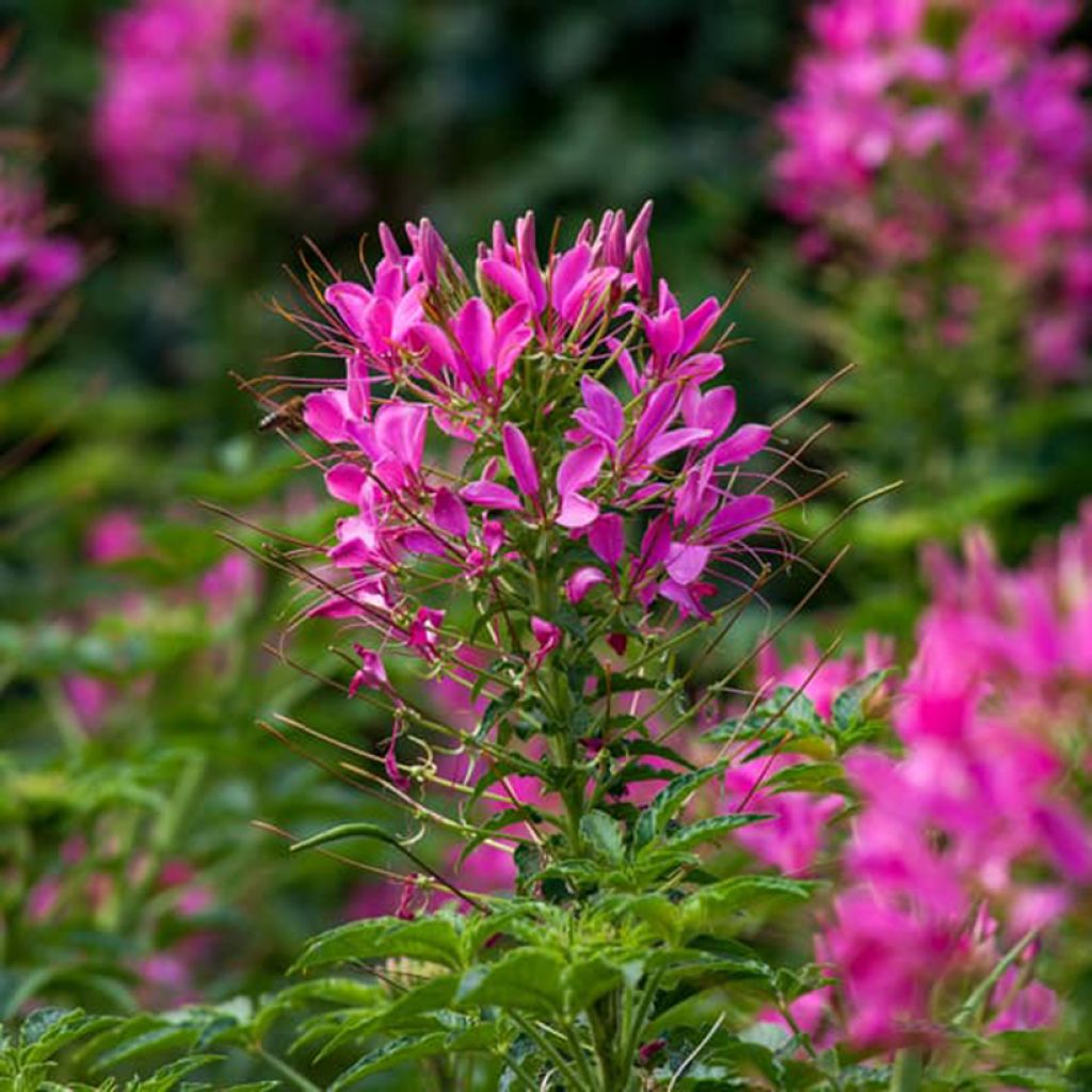 Spinnenpflanze Sparkler 2.0 Rose - Cleome