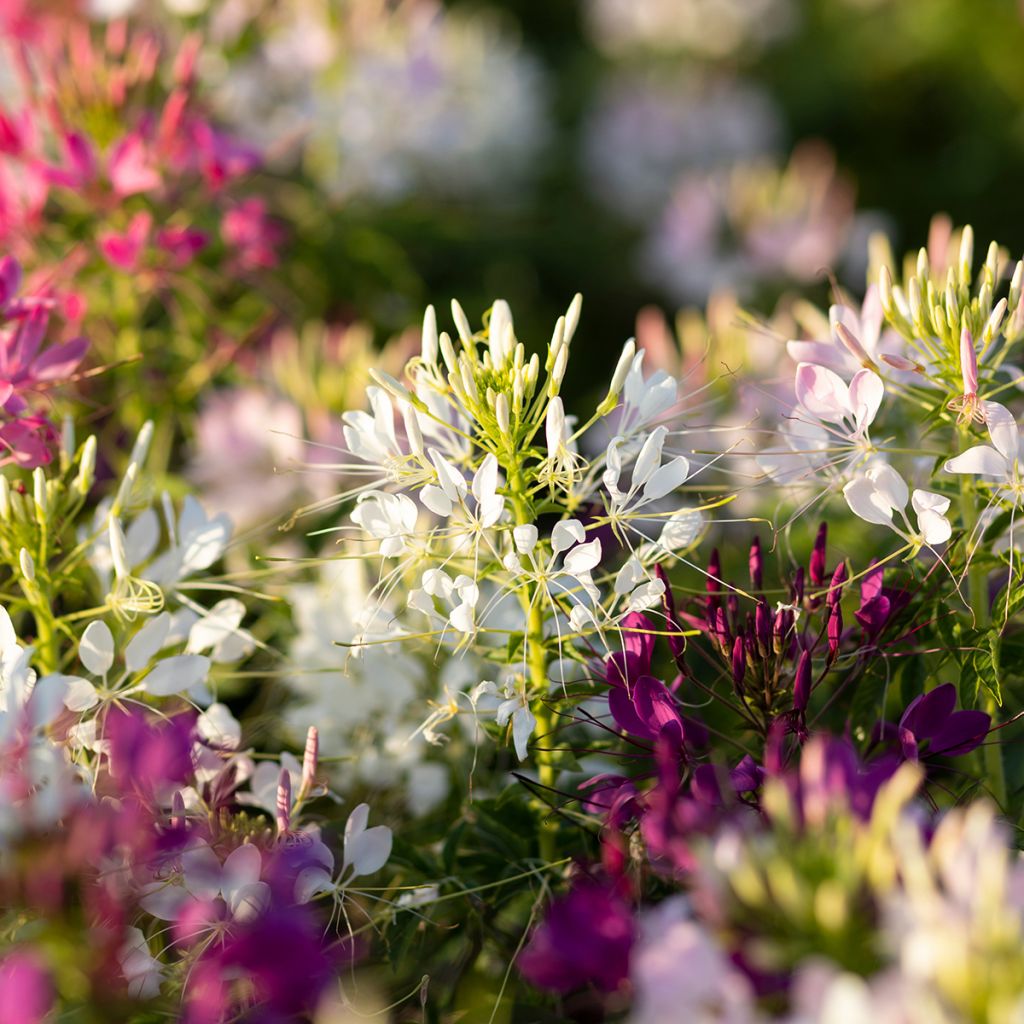 Cleome spinosa Sparkler 2.0 White