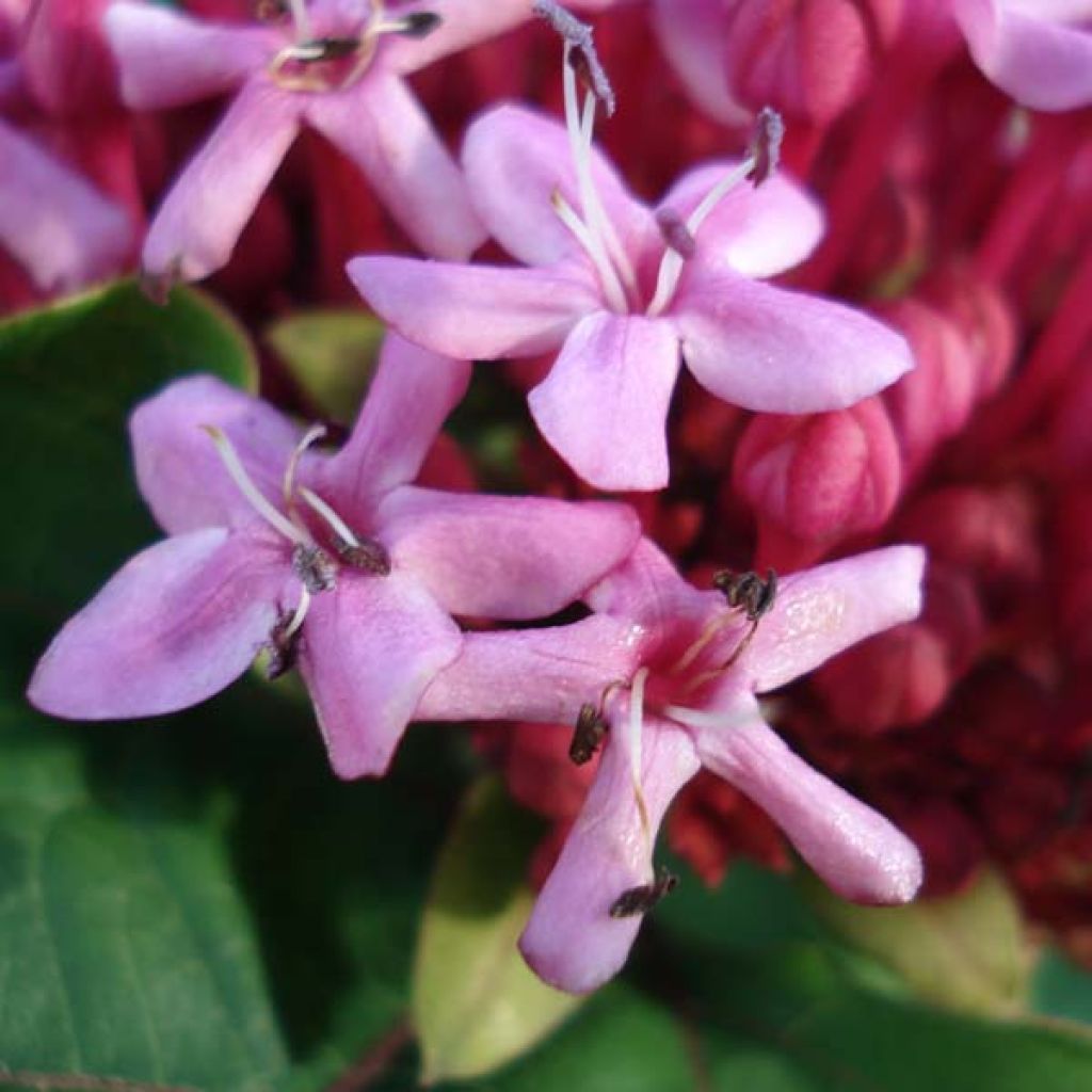 China Losbaum - Clerodendrum bungei