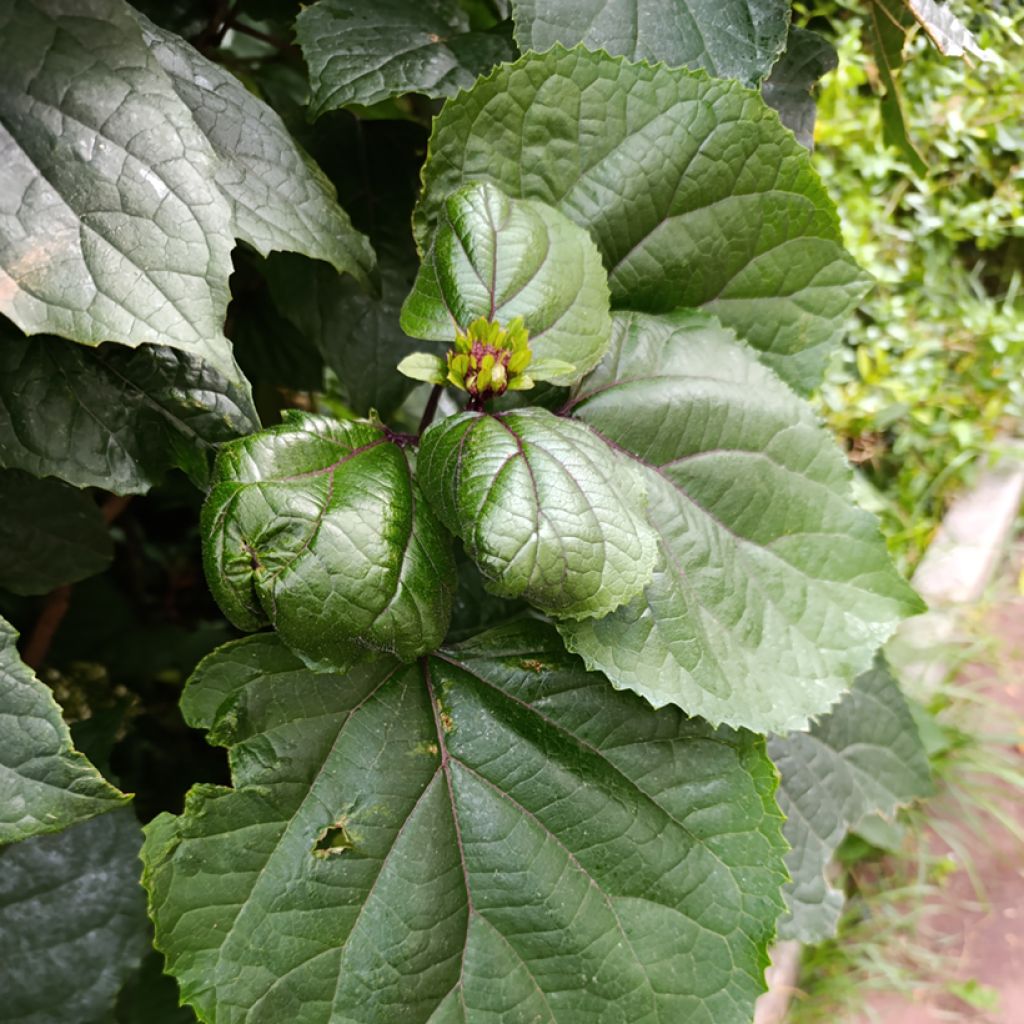 China Losbaum - Clerodendrum bungei