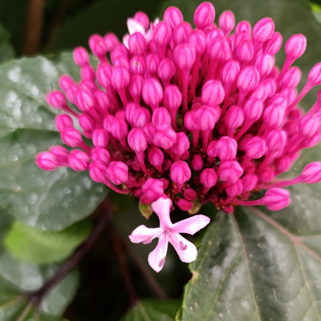 China Losbaum - Clerodendrum bungei