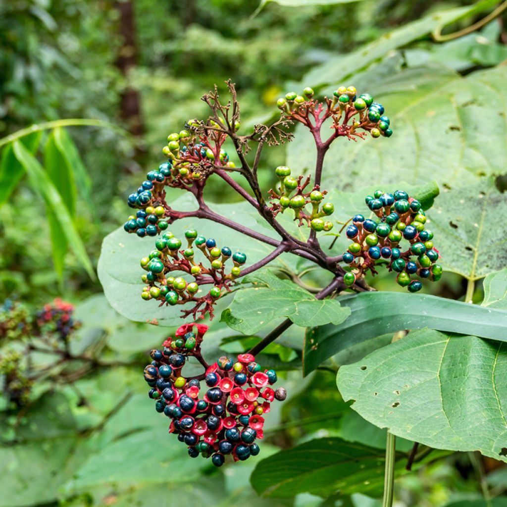 China Losbaum - Clerodendrum bungei