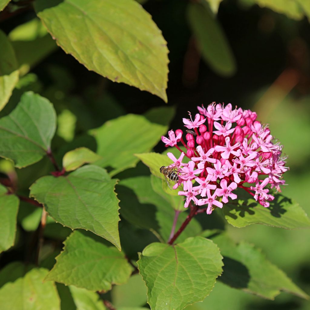 China Losbaum - Clerodendrum bungei