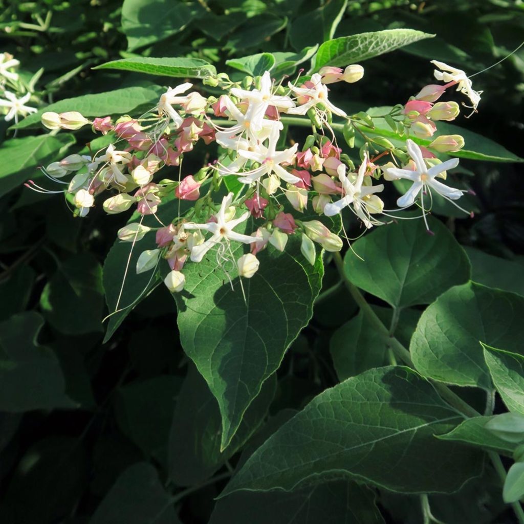 Japanischer Losbaum Fargesii - Clerodendrum trichotomum