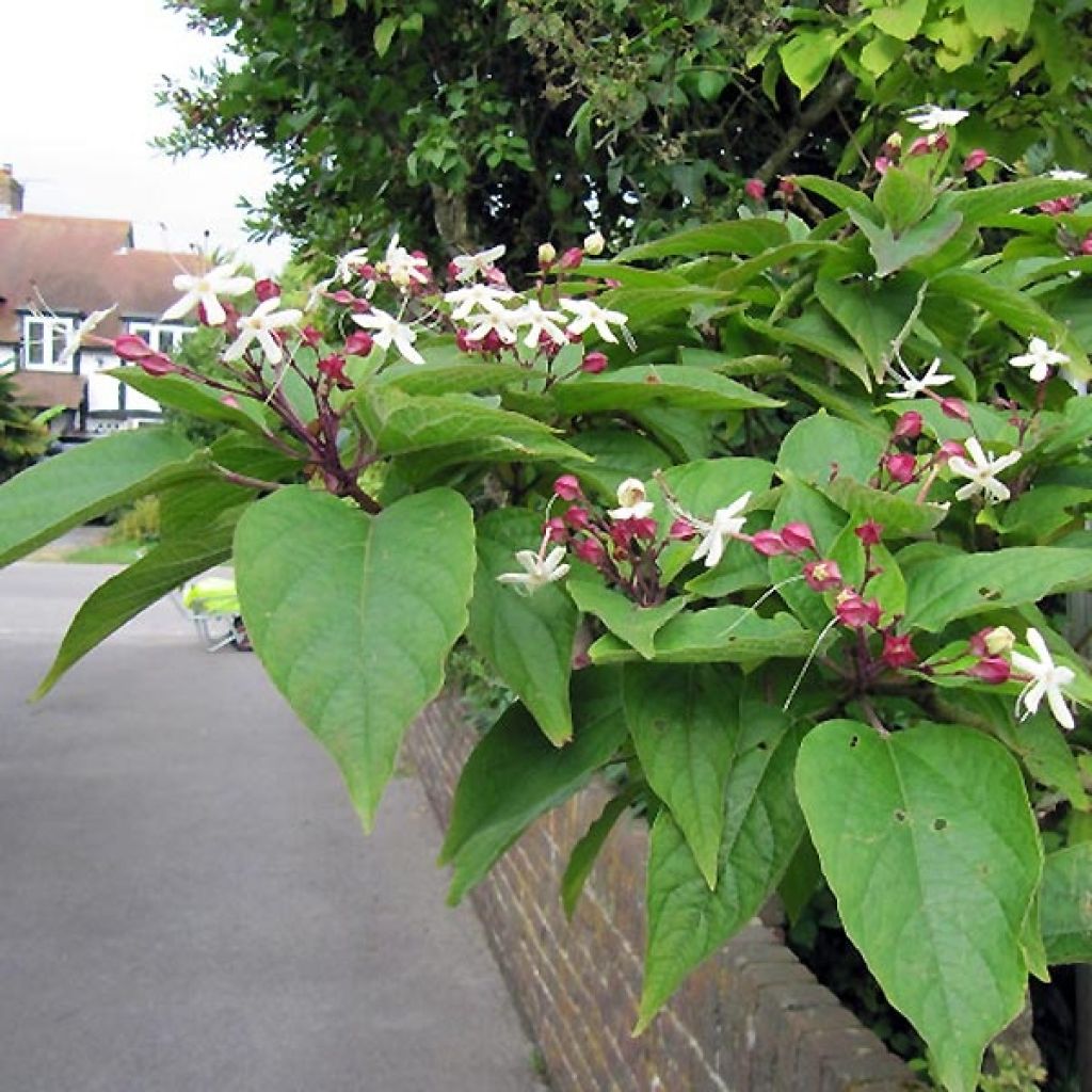 Japanischer Losbaum Fargesii - Clerodendrum trichotomum