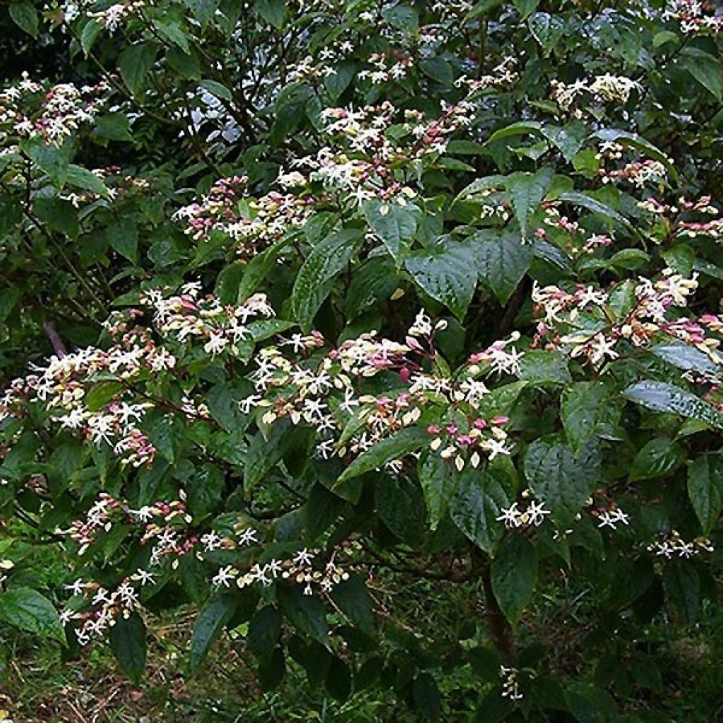 Japanischer Losbaum Fargesii - Clerodendrum trichotomum