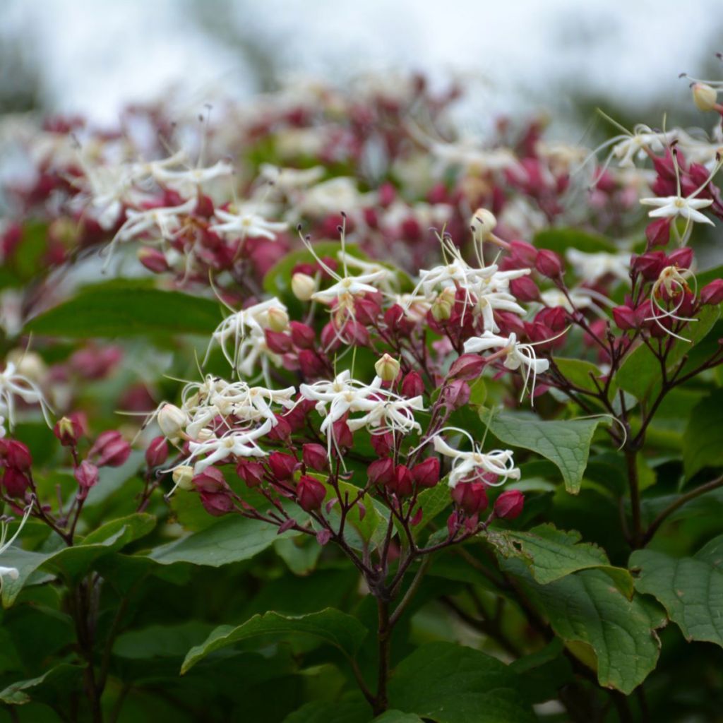 Japanischer Losbaum Purple Blaze - Clerodendrum trichotomum