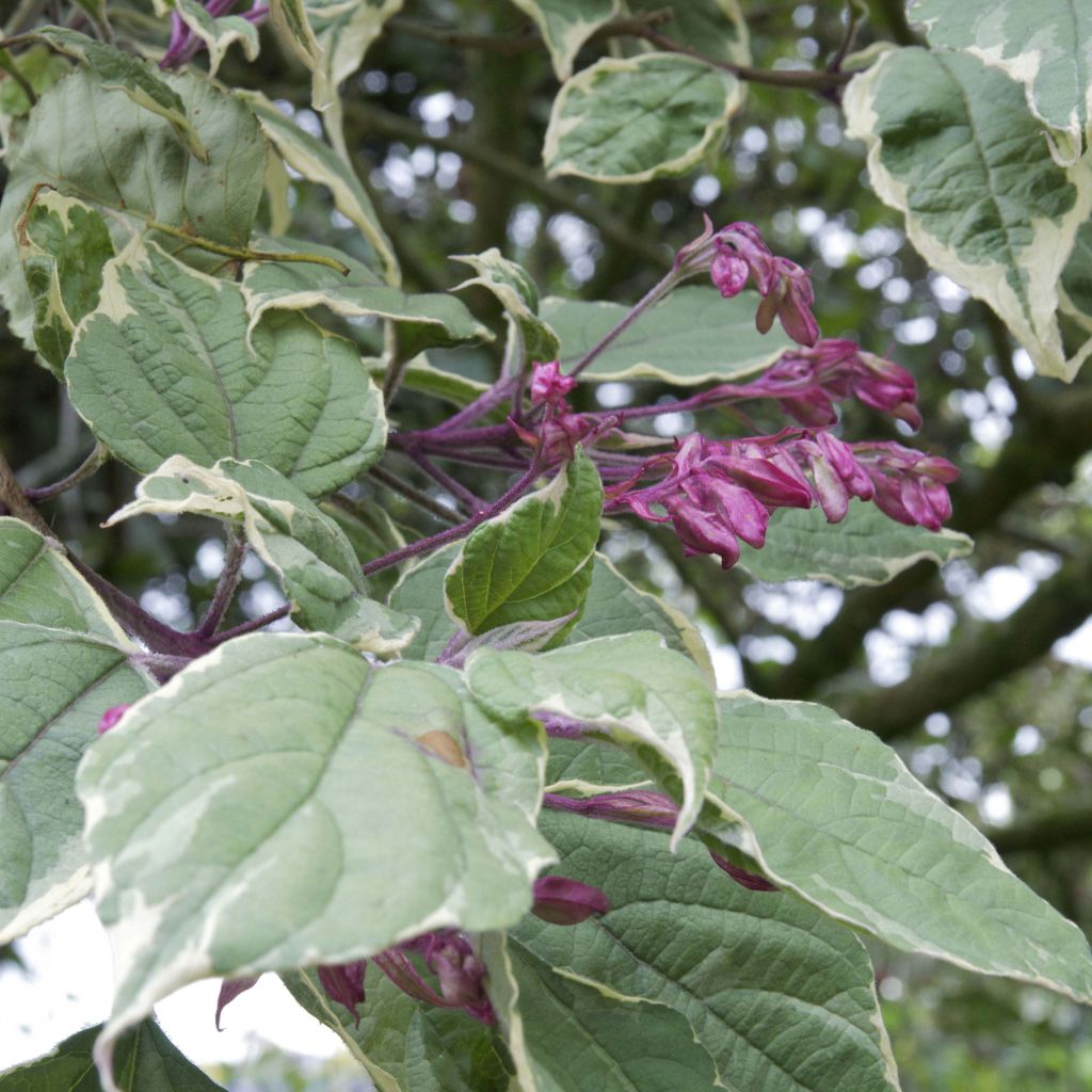 Japanischer Losbaum Variegatum - Clerodendrum trichotomum