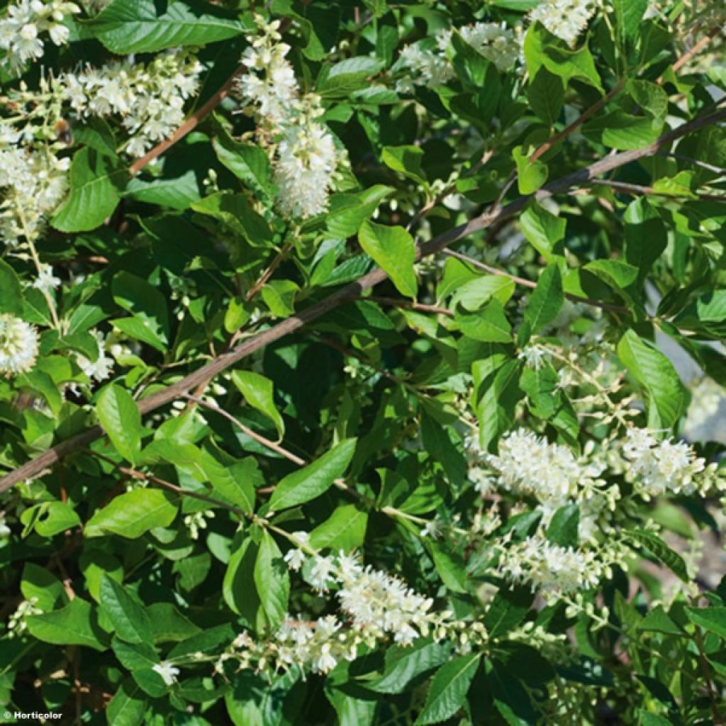 Clethra alnifolia - Scheineller