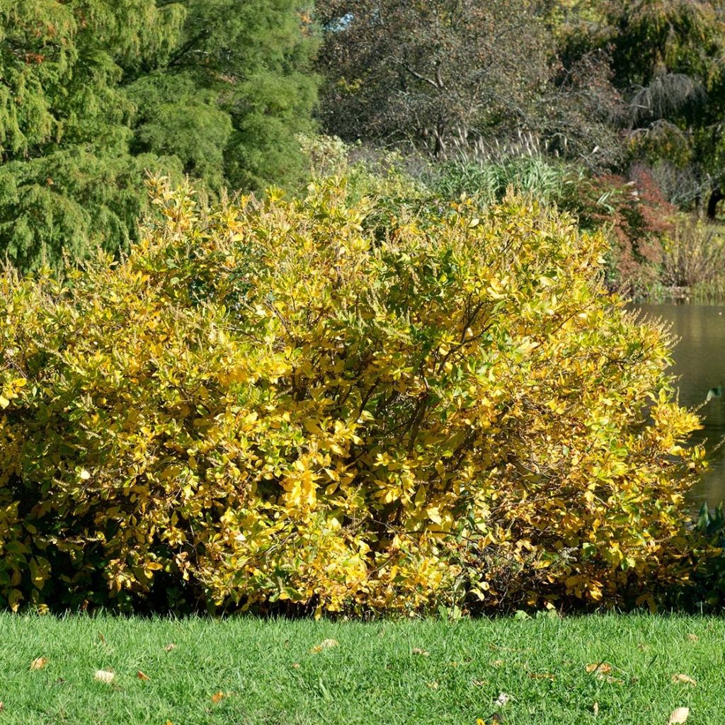 Clethra alnifolia Anne Bidwell - Scheineller